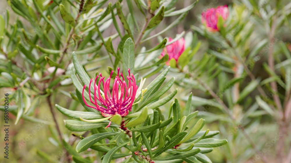 red tasmania waratah flower at cradle mountain red tasmania waratah flower at cradle mountain