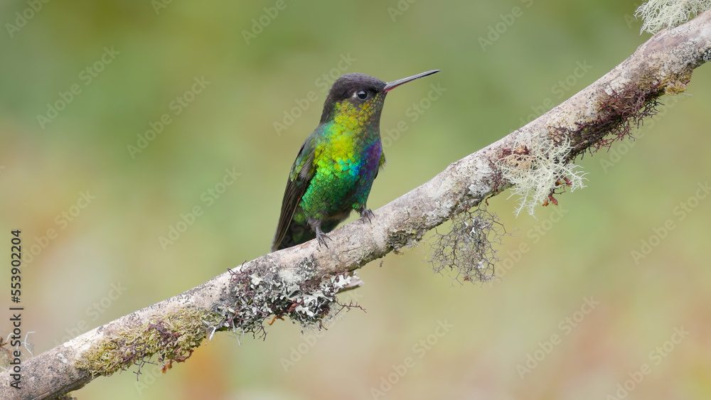 a fiery-throated hummingbird facing right on a perch in costa rica a fiery-throated hummingbird facing right on a perch in costa rica