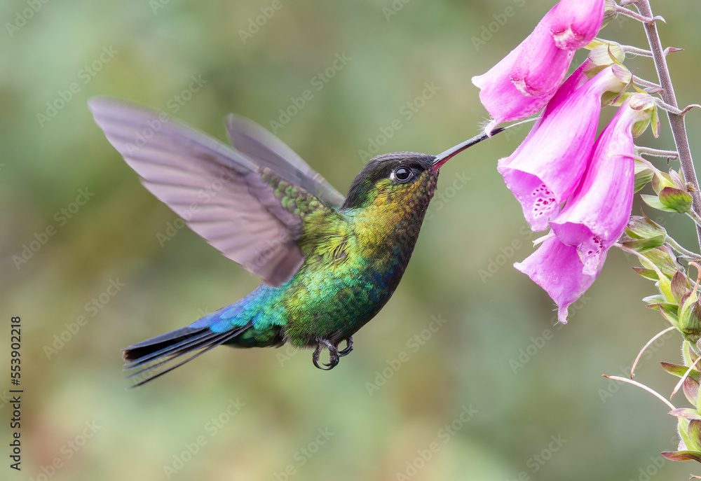Fototapeta premium a side shot of a fiery-throated hummingbird feeding on a foxglove flower at a garden