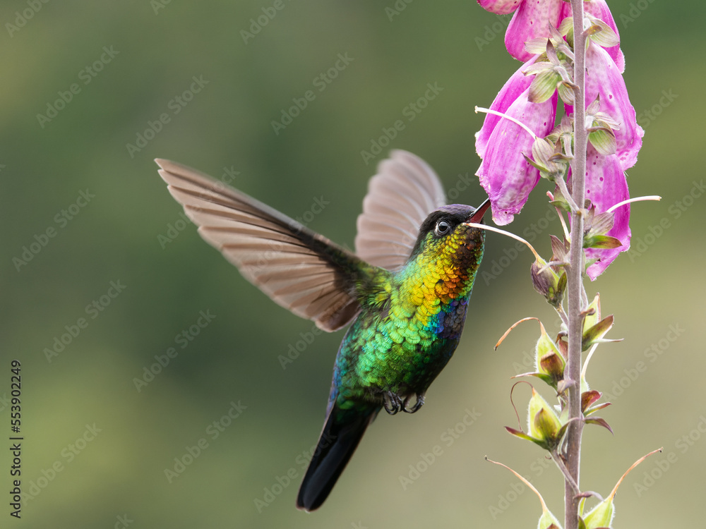 Fototapeta premium a front shot of a fiery-throated hummingbird feeding on a foxglove flower at a garden of costa rica