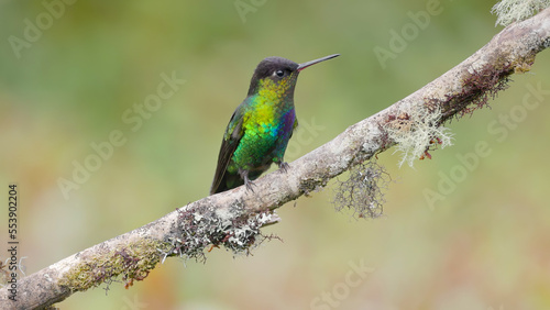 a fiery-throated hummingbird facing right on a perch in costa rica