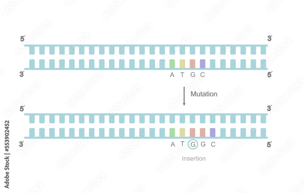 A picture represents the type of DNA mutation insertion that showing