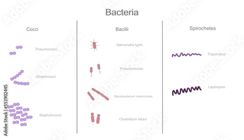The microbiology : Bacteria classification in 3 groups of Cocci, Bacilli and Spirochete that showing the example types of bacteria in each group photo