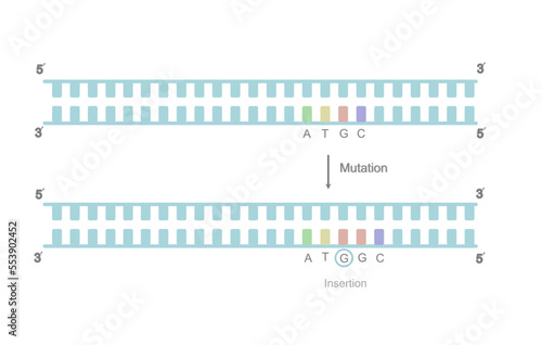 A picture represents the type of DNA mutation : insertion that showing the new base was inserted into the mutation site on double stranded DNA. photo