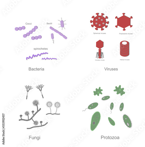 The microorganism icons were represented in 4 group that including Bacteria (Cocci, Bacilli, Spirochetes), Viruses (Spherical, Polyhedral, Helical and Complex), Fungi and Protozoa