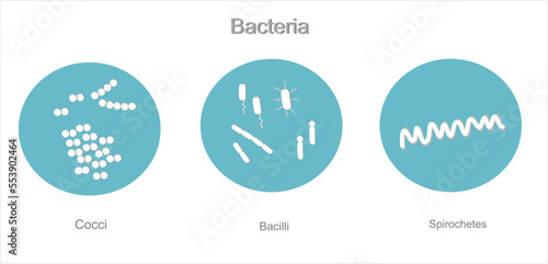 The blue and white icon of microbiology: bacteria was illustrated in 3 groups that depend on morphological : Cocci, bacilli and spirochetes photo
