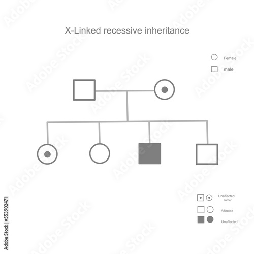 The inheritance pattern of X-Linked recessive that carrying the mutation gene from parent to child and inherited genetic pattern of disorder phenotype : unaffected, affected and carried