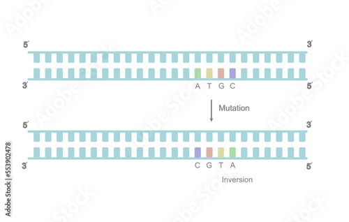 The DNA mutation of inversion type that showing the sequences of mutation site are inverted from  A T G C to C G T A