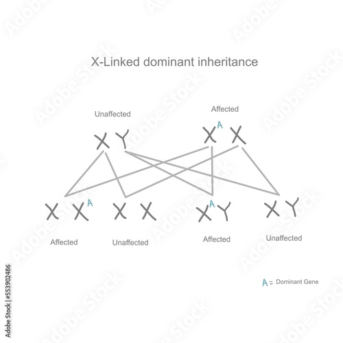 The inheritance pattern of X-Linked dominant that carrying the mutation gene from parent to child and represent in x and Y Chromosome pattern of (unaffected, affected and carried)