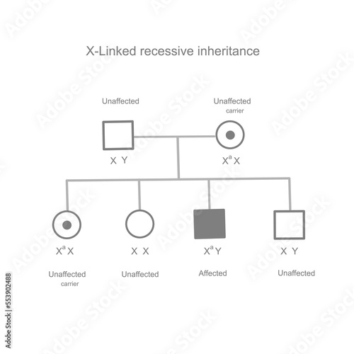 The X-Linked recessive that illustrated inheritance pattern of mutation gene carrying from parent to child and genotype and phenotype inherited