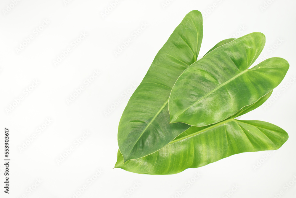 Obraz premium green leaves of Philodendrons isolated on white background