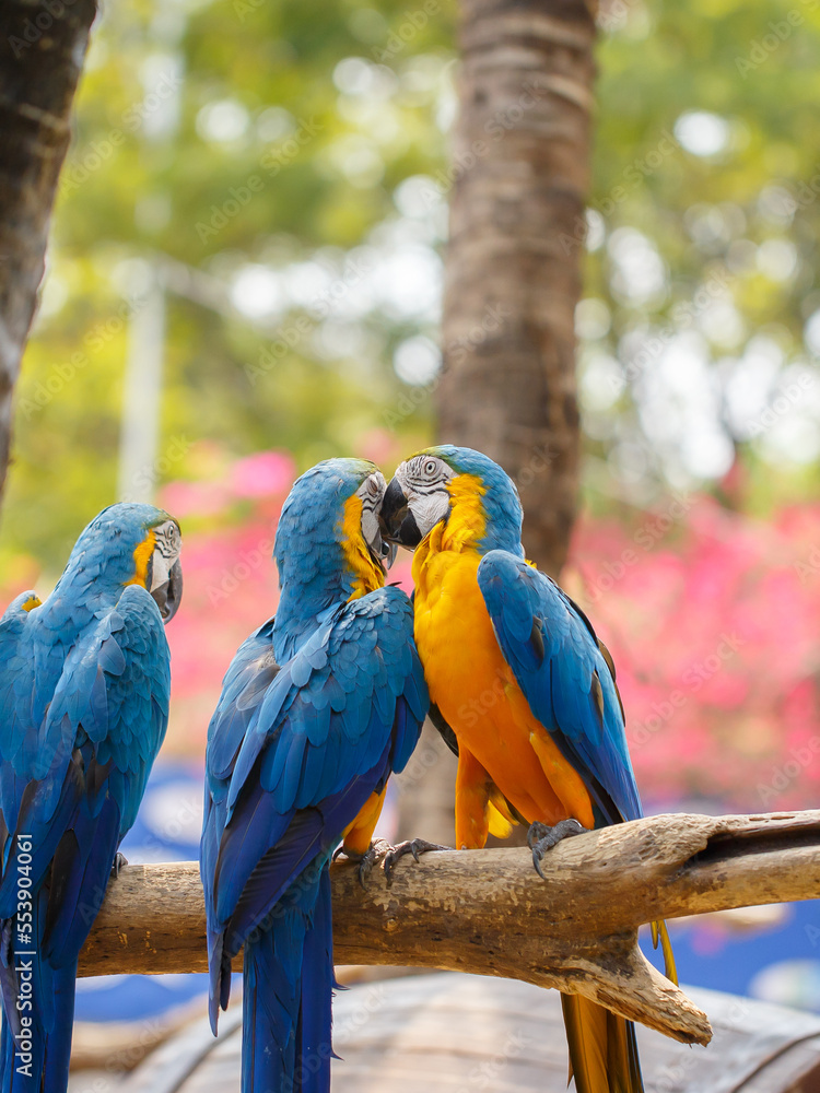 Obraz premium Portrait of a group of colorful parrots perched on a tree branch in the zoo.