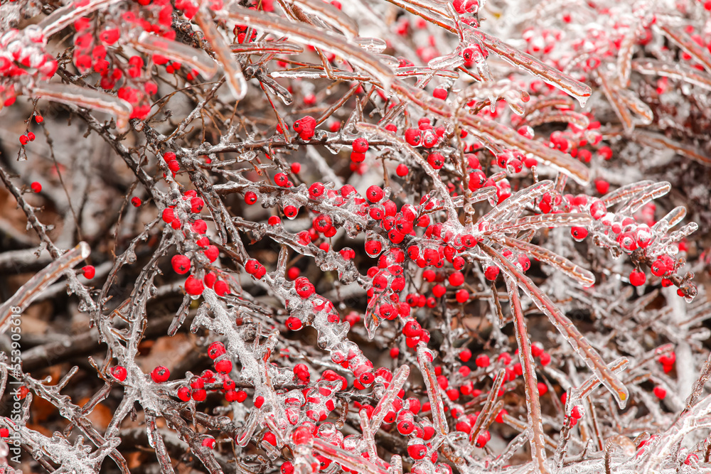Icy branches with red berries on cold winter day Icy branches with red berries on cold winter day