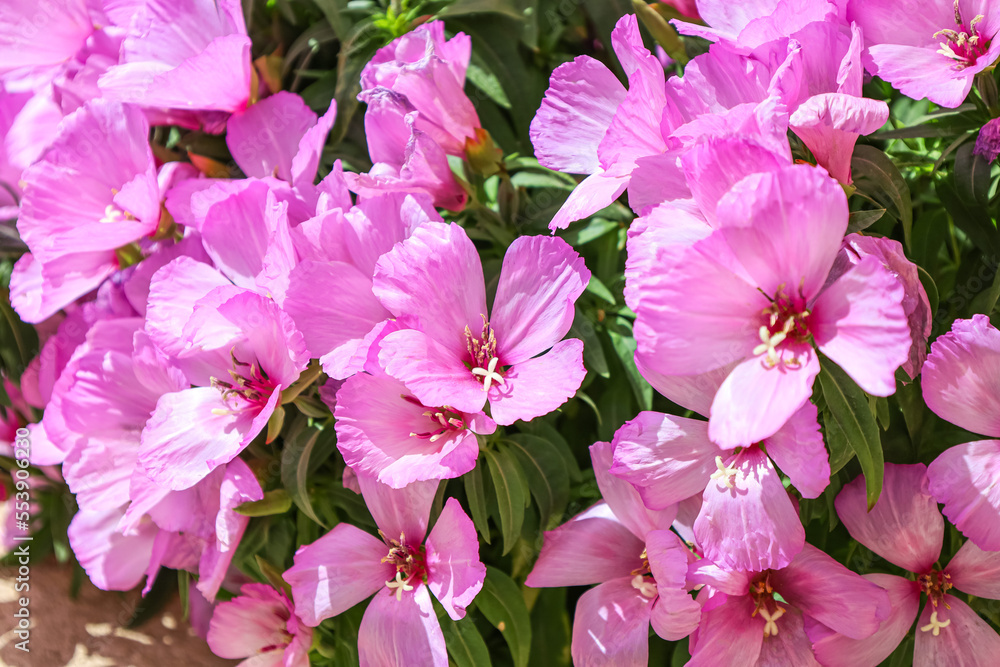 Bright pink flowers blooming outdoors, closeup Bright pink flowers blooming outdoors, closeup