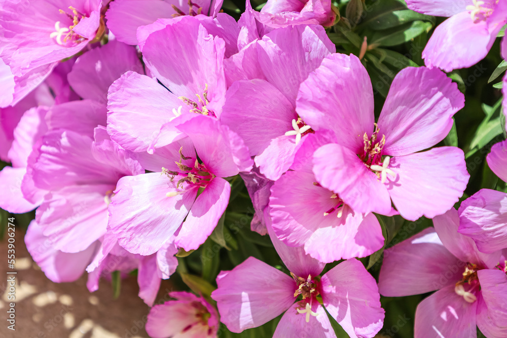 Bright pink flowers blooming outdoors, closeup