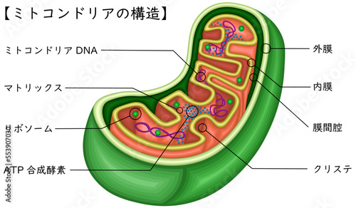 ミトコンドリア　構造　イラスト