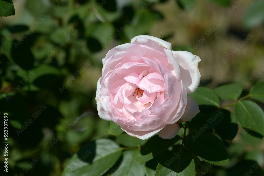 プチトリアノン バラの花 プチトリアノン バラの花