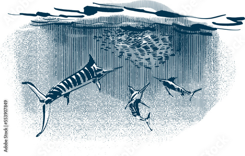 vector sketch of the underwater marlins hunting scene