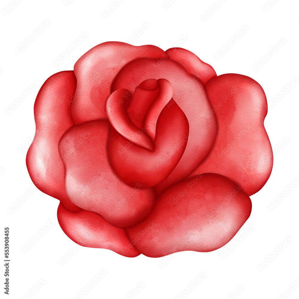 Rose hand drawn illustration Rose hand drawn illustration