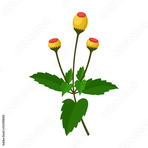 Vector illustration of Acmella Oleracea, also called toothache plant, Szechuan button, paracress, buzz button, tingflowers and electric daisy, isolated on white background.