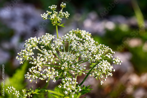 Pleurospermum austriacum flower growing in mountains	 photo