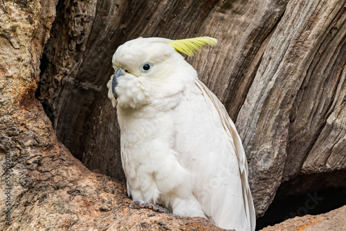 Juvenile Sulphur-crested Cockatoo in Australia photo