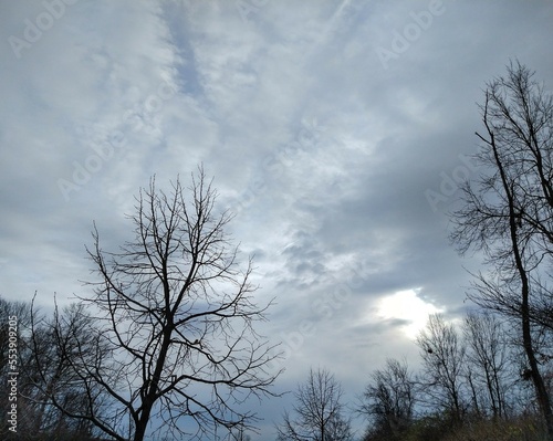 Bright, Cloudy December Sky Over Bare Trees