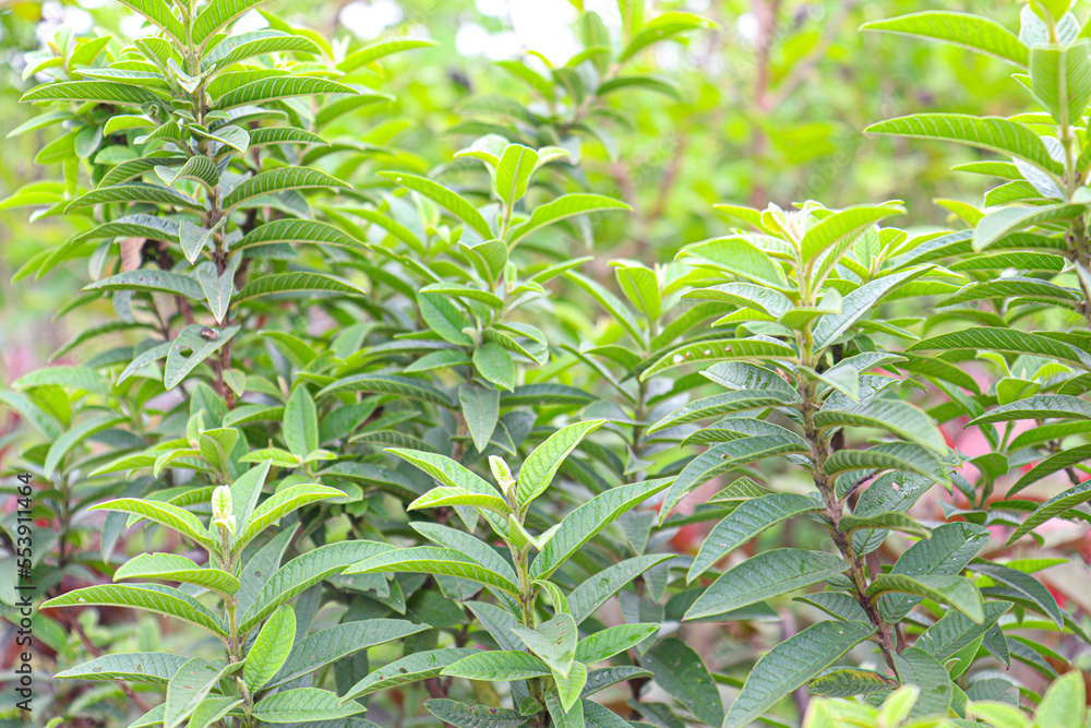 Obraz premium leaf background for any use