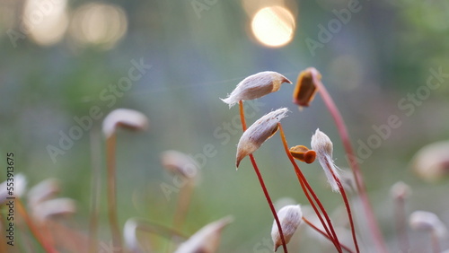 Beautiful haircap moss or hair moss (Polytrichum) photo