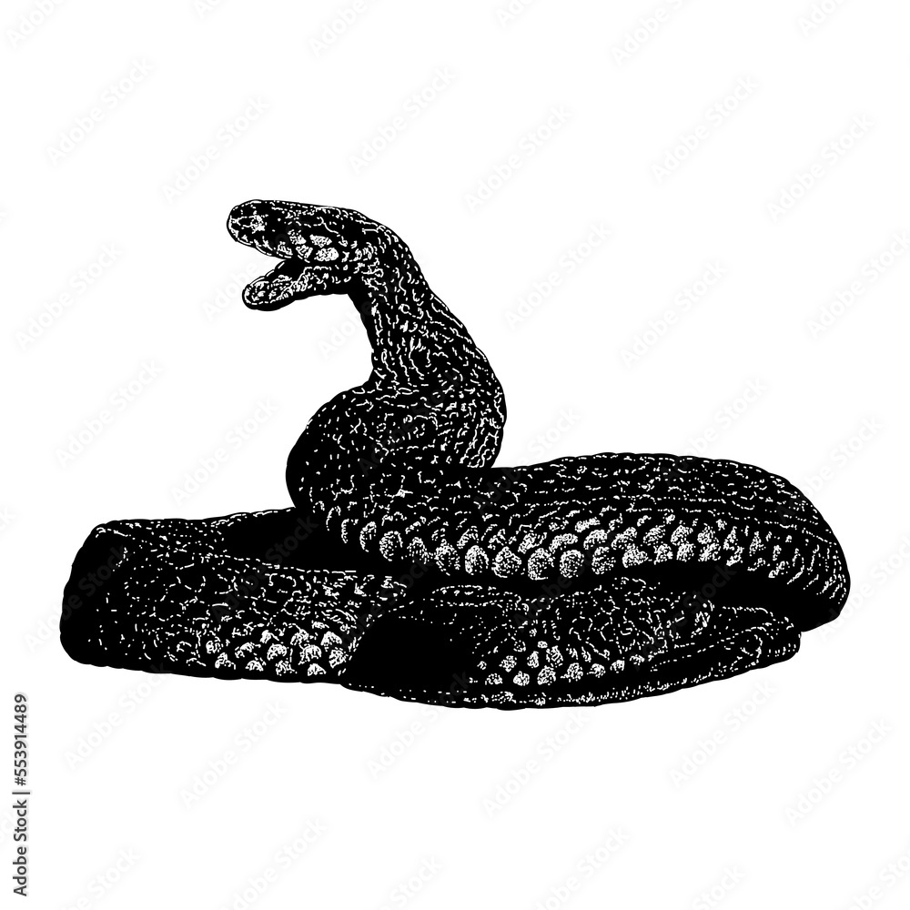 Fototapeta premium Red Spitting Cobra hand drawing vector illustration isolated on background.
