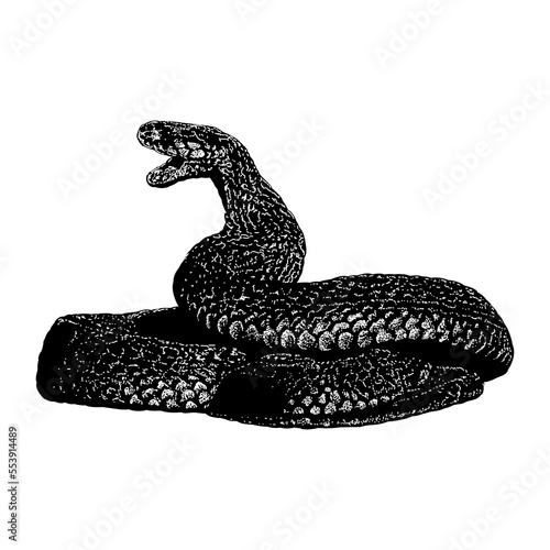 Red Spitting Cobra hand drawing vector illustration isolated on background.