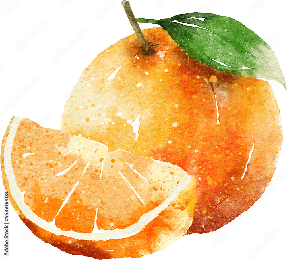 Orange slice hand drawn watercolor painting Stock Illustration | Adobe