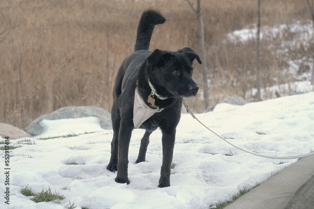 selective focus, Dog standing on the snow covered ground. selective focus, Dog standing on the snow covered ground.