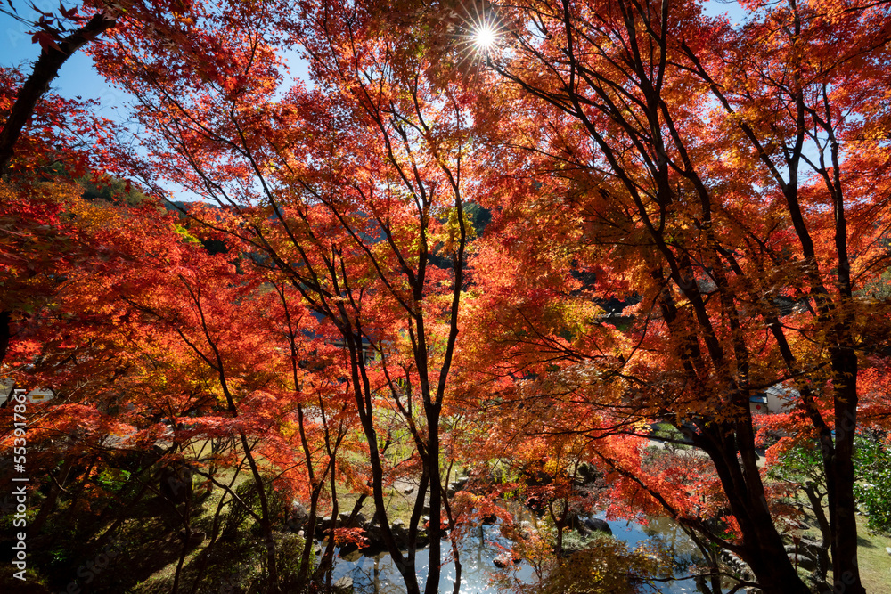愛知県豊田市足助町　紅葉した秋の香嵐渓