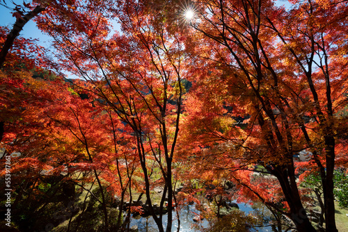 愛知県豊田市足助町 紅葉した秋の香嵐渓