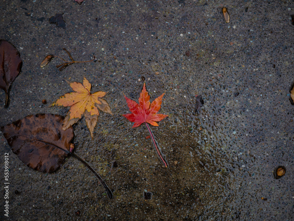 Looking down at orange and red leaves from a maple tree on concrete