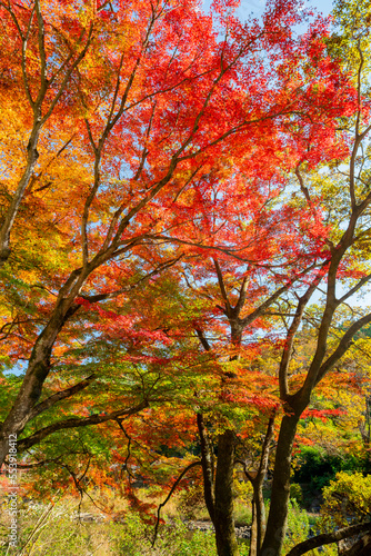愛知県豊田市足助町 紅葉した秋の香嵐渓