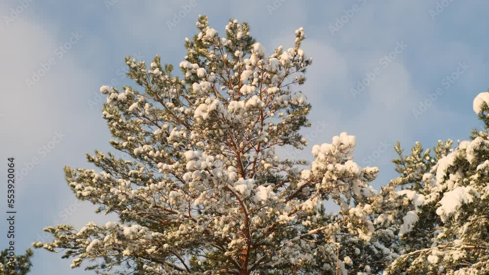 Snow on pine trees brunches in frozen sunny day Snow on pine trees brunches in frozen sunny day