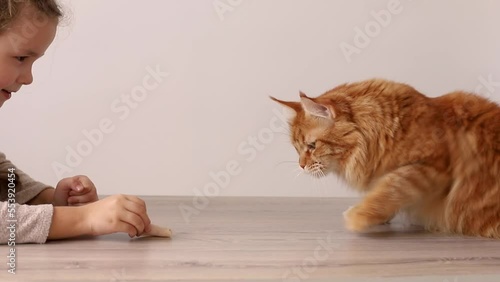 a little girl feeds a catThe girl plays and feeds Pets, together a black cat and a beige rat, sitting at home on the couch. And they take each other's food. Funny Pets. Close up. Portrait. photo