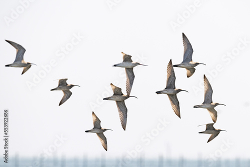 チュウシャクシギの群飛 (Whimbrel) © sandpiper