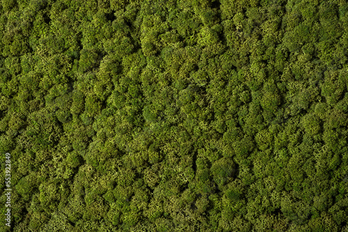 Canvas Print green moss background,  nature texture