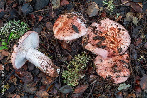 Tricholoma russula. Group of scarlet hygrophore mushrooms, leaves and lichens on holm oak. Hygrophorus.