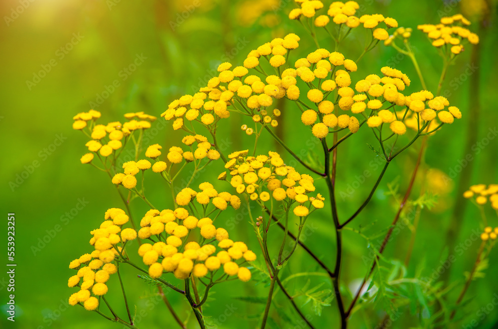 Obraz premium Tansy flowers on a green natural background 