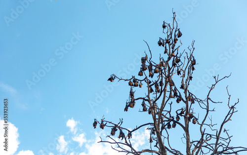 sleep bats on tree with clear sky background