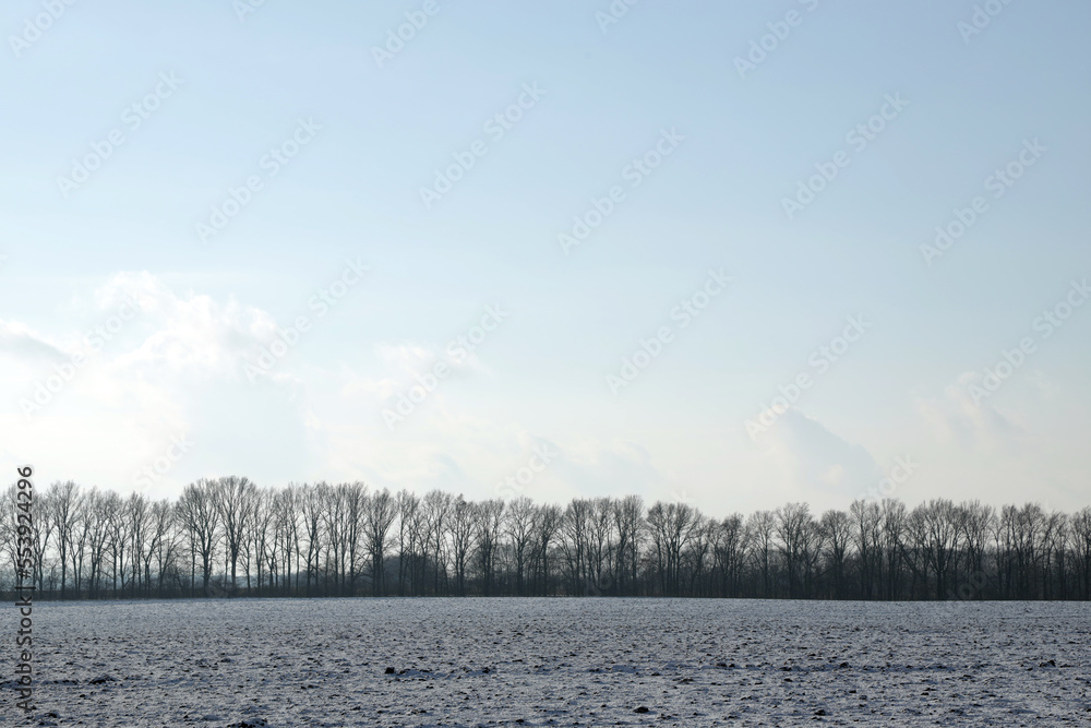Forest line and snowy field in winter