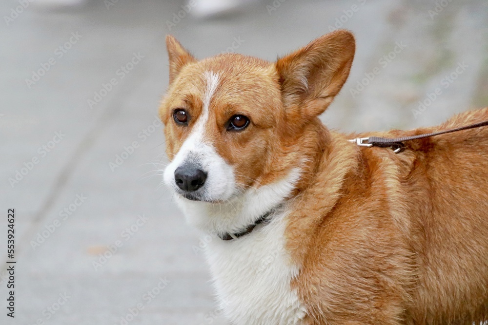 Nahaufnahme Hundekopf Nahaufnahme Hundekopf