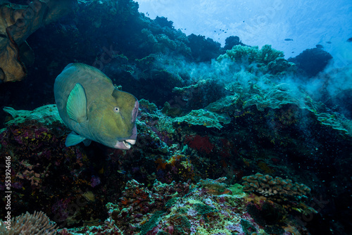 Green humphead parrotfish  Bolbometopon muricatum  in Banda Sea  Indonesia. With a trail of defecation behind.