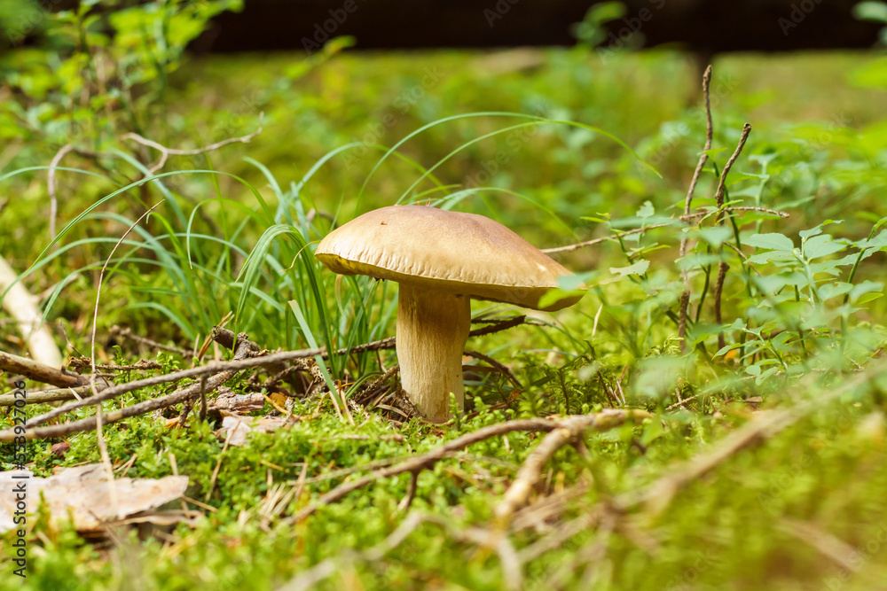Close-up of delicious ripe orange-cap boletus edulis mushroom growing in park forest among green grass, leaves, twigs. Close-up of delicious ripe orange-cap boletus edulis mushroom growing in park forest among green grass, leaves, twigs.