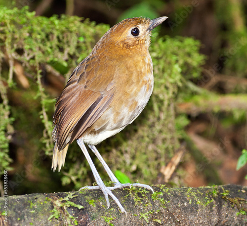 Caldasmierpitta, Brown-banded Antpitta, Grallaria milleri photo