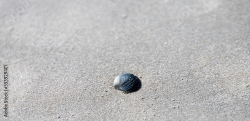 Shell on the North Sea beach of St. Peter-Ording